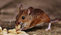 24 Hour & Emergency Exterminators in Sadsburyville, PA